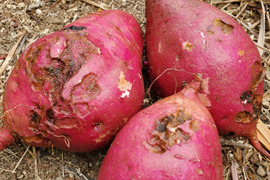 【訳あり】潮風 × 火山灰土が育てた島さつまいも『紅はるか』3kg