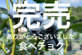 パクパクが止まらない！養液栽培で育てた『極旨ブルーベリー』1kg（250g×4パック）のたっぷりセットです！【栽培期間中農薬不使用】 品種ミックス 旬 生食用 加工用 ベリー 果物 ギフト 家庭用