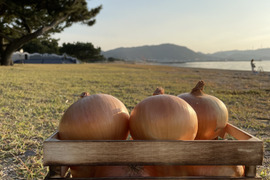 【夜市限定】「あま〜くて」美味しい淡路島玉ねぎ　5kg