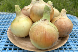 【淡路島産】淡路島玉ねぎ5kg M〜LLサイズ混合