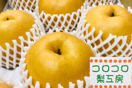 【味に自信あり‼️】PREMIUM新高梨約5kg(5~9個)✨️コロコロ梨工房の自信作‼️樹上完熟、甘くてとってもフルーティー✨️今年も甘いです😋糖度15度超‼️鮮度を保つ為クール便で発送🚚