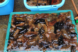 陸奥湾産青ナマコ約1キロ（札幌〜関東圏限定）東北以外は午前指定不可