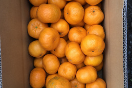 富士山が見える日当たりの畑で育てたポンカン。4ｋｇ+おまけ付