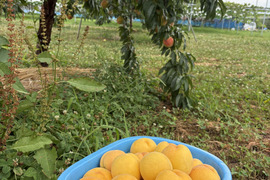 ワッサーの通販｜桃｜食べチョク｜産地直送(産直)お取り寄せ通販