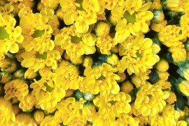 心がホッコリ。お仏壇も華やかに。 黄色のスプレー菊１０本をお届けします。