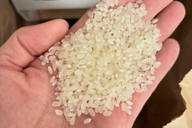 魚沼産コシヒカリ 5kg 精米 魚沼市産 令和7年産