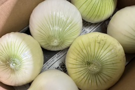 【栽培期間中農薬不使用】新鮮な採れたて新玉ねぎ2kg（6〜8個）