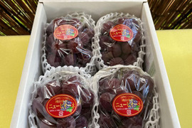 【2026年予約】岡山県産「ニューピオーネ」果汁たっぷり大粒種無し2kg以上(3～4房）