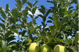 【数量限定】青森県王林！家庭用3kg！自然の恵みたっぷり《リピート多数》