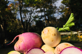 【冬ギフト・お徳用】形は不揃い、味わい多彩～カラー大根の食べ比べセット～