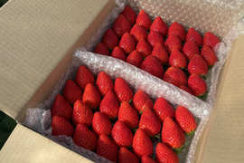【少数販売】パクパクペアー！