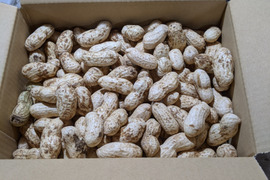 生落花生　1.5kg  塩ゆでしていただく千葉のソウルフード