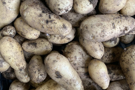 熊本産　農薬不使用　ジャガイモ　1.8kg