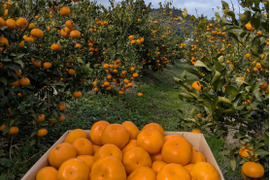 【新品種】「あおぽんミカン」5㎏。サイズ混合。