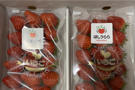 岡山県産いちご