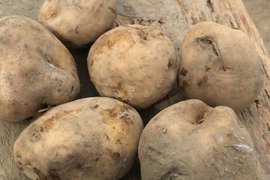 《北海道産》越冬熟成！ホックホク男爵いも　 10kg