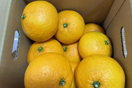 自然栽培♪  酸っぱい夏みかん3kg11～13玉
