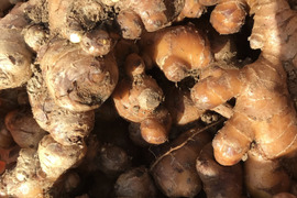 〈熊本県産〉親生姜　10kg（有機JAS認証）