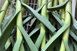 葉ニンニクのハーリック！1.5キロ/農薬・化学肥料不使用