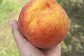 ワッサーの通販｜桃｜食べチョク｜産地直送(産直)お取り寄せ通販