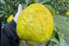 りのか（璃の香）無農　ノーワックス