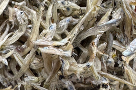 新物！食べ応え抜群！ 倉橋ちりめん　　１kg お徳用、大きいけど柔らかいちりめんみたいな食感