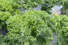 【カーリーケール】1kg   農薬・化学肥料不使用栽培