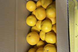 果汁たっぷり！　和歌山産　八朔　家庭用　大容量　9kg