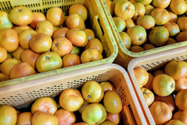 有田みかん【由良 大玉】8kg（箱込）