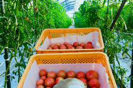 【桃太郎トマト🍅】トマト2kg ギュッとしっかりトマト！