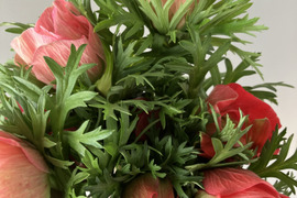 《アネモネ》12本束2セット
10日間の日持ちは当たり前💐