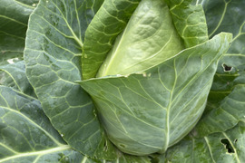 兵庫県丹波産‼️たけのこキャベツとニンニクのセット‼️