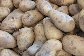 【新じゃが】今が旬！！　しっとりとしていて煮くずれしにくいメークイン　約２kg