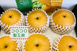 【大きさにも美味しさにもびっくり‼️】PREMIUM新高(5~6個)約3.5kg✨️コロコロ梨工房の自信作‼️樹上完熟、甘くてとってもフルーティー ✨️お届け後の日持ちを良くする為クール便で発送🚚