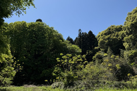 当農園の自然豊かな山で採れたドクダミ300gです。採れたてをその日のうちに発送致します。
