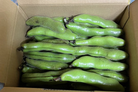 採れたて❗️ほくほくそら豆1.8キロ