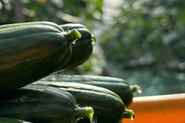 太陽のごちそう！パリッとひなたきゅうり A品5kg(箱重量込)