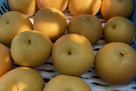 【2026年予約】のどごしを感じるジューシーさと甘みの中に絶妙な酸味！魅力たっぷりの豊水梨【5kg】