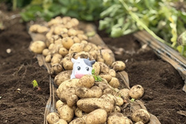 フランス生まれの超希少品種！グウェン！サッシー【贅沢な食べ比べ】ジャガイモ2キロ詰合せ