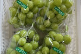 ゆきえ　　　梅 10Kg　6月13日収穫　山梨県北杜市産　　　2 ゆきえ 梅 10Kg 6月13日収穫 山梨県北杜市産 2