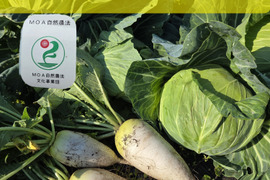 自然栽培　キャベツ×ミニ大根