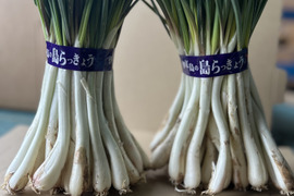 沖縄 伊江島特産 島らっきょう 1kg