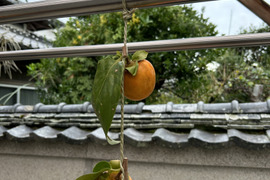 【おうちで干し柿作り】奈良県五條市産・栽培期間中農薬不使用の渋柿 8個から12個程度（吊るし紐付き）