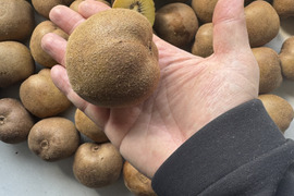 ご家庭用たっぷり
福岡県八女産キウイ(アップルキウイ) 約6kg（50個以上）
農薬・化学肥料不使用