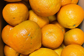 【愛媛県中島産】伊予柑　10kg サイズ混合