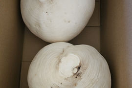 【期間限定】桜島大根