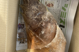 【訳あり】生タケノコ　1.5kg（箱の重さ含めず）