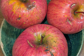 りんご　フジ　農協規定栽培　18-23個　約7
キロ　家庭用　大小様々　キズ等多め、見た目悪いりんごたち！