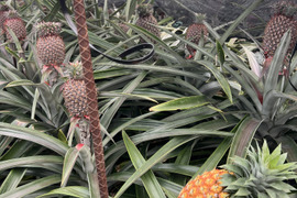 【早い物勝ち】小ぶり樹上完熟ゴールドバレル(一冠、多冠混合)2〜3玉🍍🍍🍍(2kg〜)