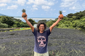 【奇跡の有機JASオーガニック 】桃のような甘い香り！プレミアム完熟ピーチパイン『沖縄県西表島パイナップル』１.２ｋｇ（2個）